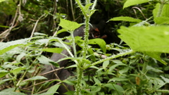 Urtica ardens