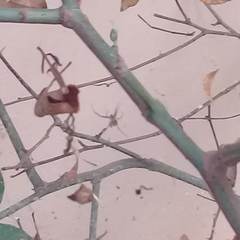 Cyrtophora cicatrosa