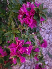 Bougainvillea glabra