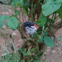Talicada nyseus nyseus