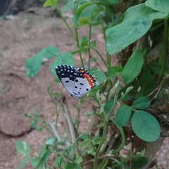 Talicada nyseus nyseus