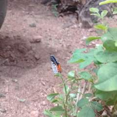 Talicada nyseus nyseus