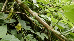 Urtica ardens