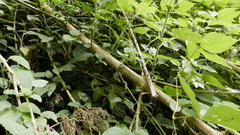 Urtica ardens