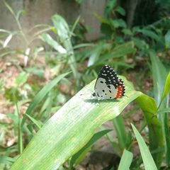 Talicada nyseus nyseus