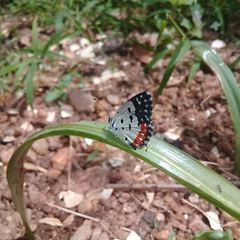 Talicada nyseus nyseus