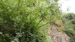 Urtica ardens