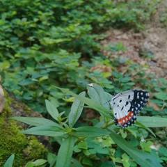 Talicada nyseus nyseus