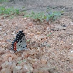 Talicada nyseus nyseus