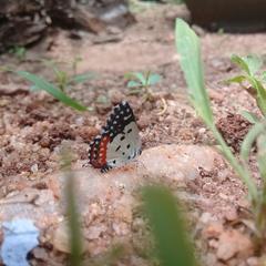 Talicada nyseus nyseus