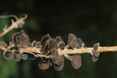 Inflatostereum glabrum