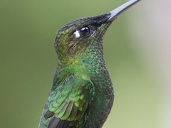 Heliodoxa leadbeateri