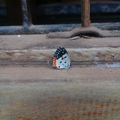 Talicada nyseus nyseus