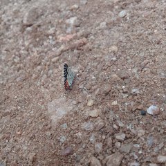 Talicada nyseus nyseus