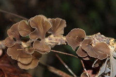 Inflatostereum glabrum