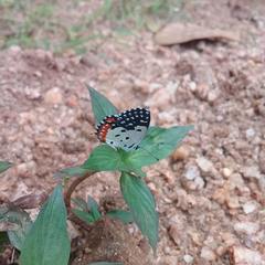 Talicada nyseus nyseus