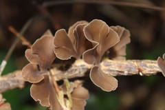 Inflatostereum glabrum