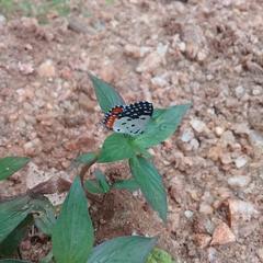 Talicada nyseus nyseus
