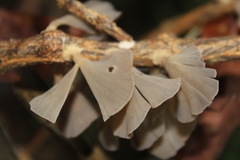 Inflatostereum glabrum