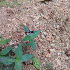 Talicada nyseus nyseus