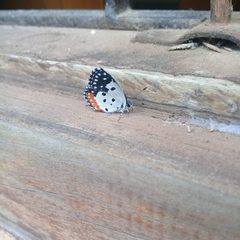 Talicada nyseus nyseus