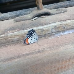 Talicada nyseus nyseus