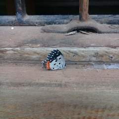 Talicada nyseus nyseus