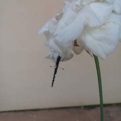 Talicada nyseus nyseus