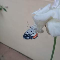 Talicada nyseus nyseus