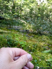 Poa matthewsii
