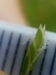 Poa matthewsii