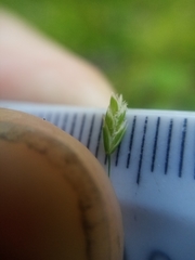 Poa matthewsii