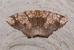 Nematocampa completa