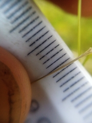 Poa matthewsii