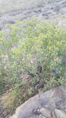 Senegalia crassifolia