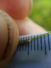 Poa matthewsii