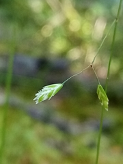 Poa matthewsii