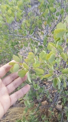 Senegalia crassifolia