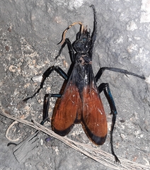 Pepsis grossa