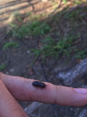 Armadillidium vulgare