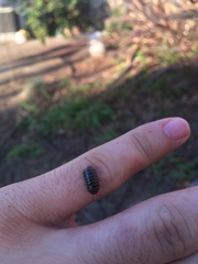 Armadillidium vulgare