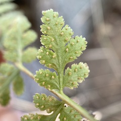 Woodsia cochisensis