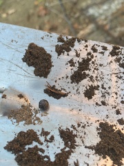 Armadillidium vulgare