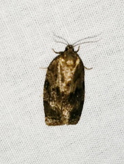 Choristoneura conflictana