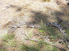 Pituophis melanoleucus melanoleucus
