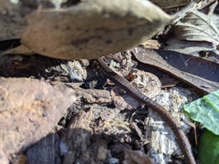 Batrachoseps attenuatus