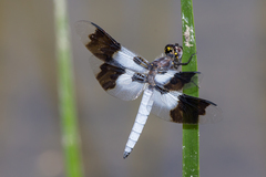 Plathemis subornata