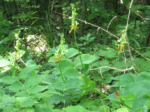 Image of Lathyrus davidii by (c) Repina Tatyana, some rights reserved (CC BY)