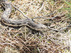 Pituophis melanoleucus melanoleucus