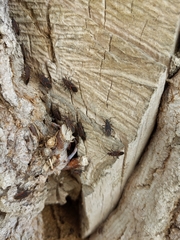 Boisea rubrolineata